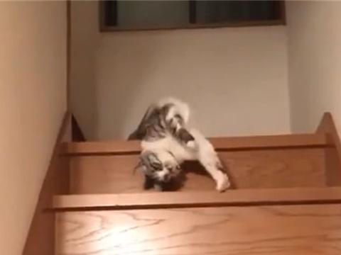 猫咪下楼梯不用脚,把身体变液体躺着流下,嘚瑟表情让人受不了