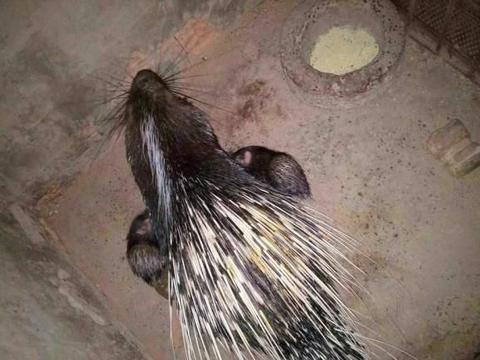 它是猪却长得像“刺猬”,肉质鲜美,这4个注意事项,一定要了解|豪猪|饲料|刺猬_新浪新闻 它是猪却长得像“刺猬”,肉质鲜美,这4个注意事项,一定要了解|豪猪|饲料|刺猬_新浪新闻