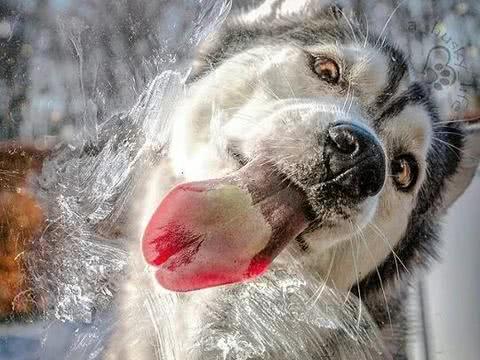 壁纸 动物 狗 狗狗 480_360
