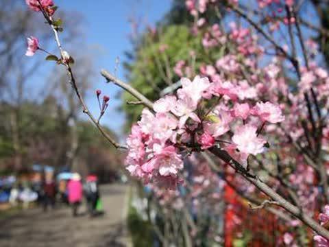 3月16日，邂逅昆明最美春天！