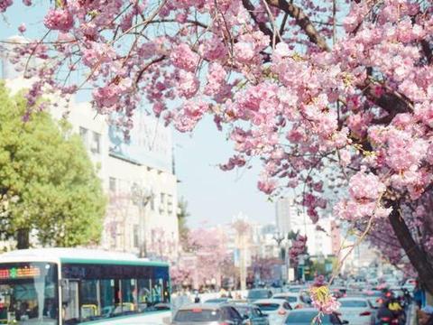 阳春三月，昆明圆通山的樱花竞相绽放，与樱赴约