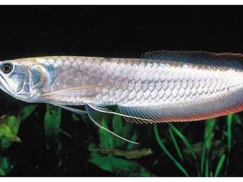 亚马逊河里的四眼鱼，命中注定有一条雌鱼配对，否则无...