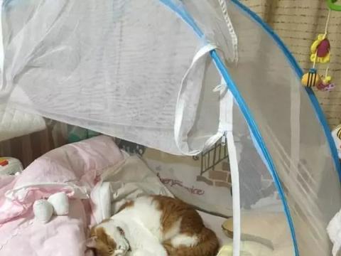 网友家自从宝宝出世后,给买了张婴儿床,没想到家里的橘白喵看上了