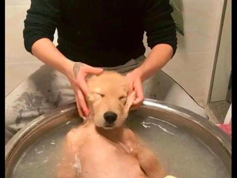 主人放了一大盆热水，让金毛躺在里面洗澡，真的是人不如狗啊！