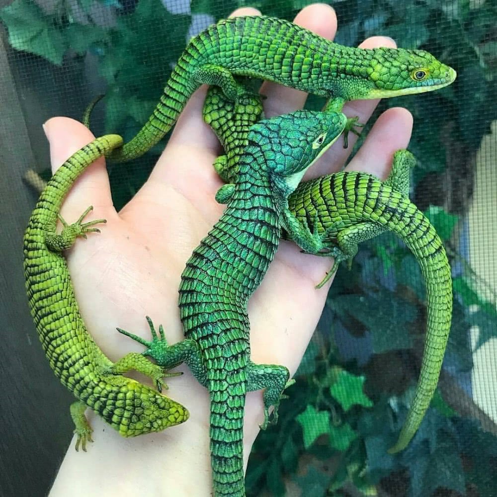 这种蜥蜴因为色彩鲜艳,被当地人认为是有毒动物,差点被杀灭绝了