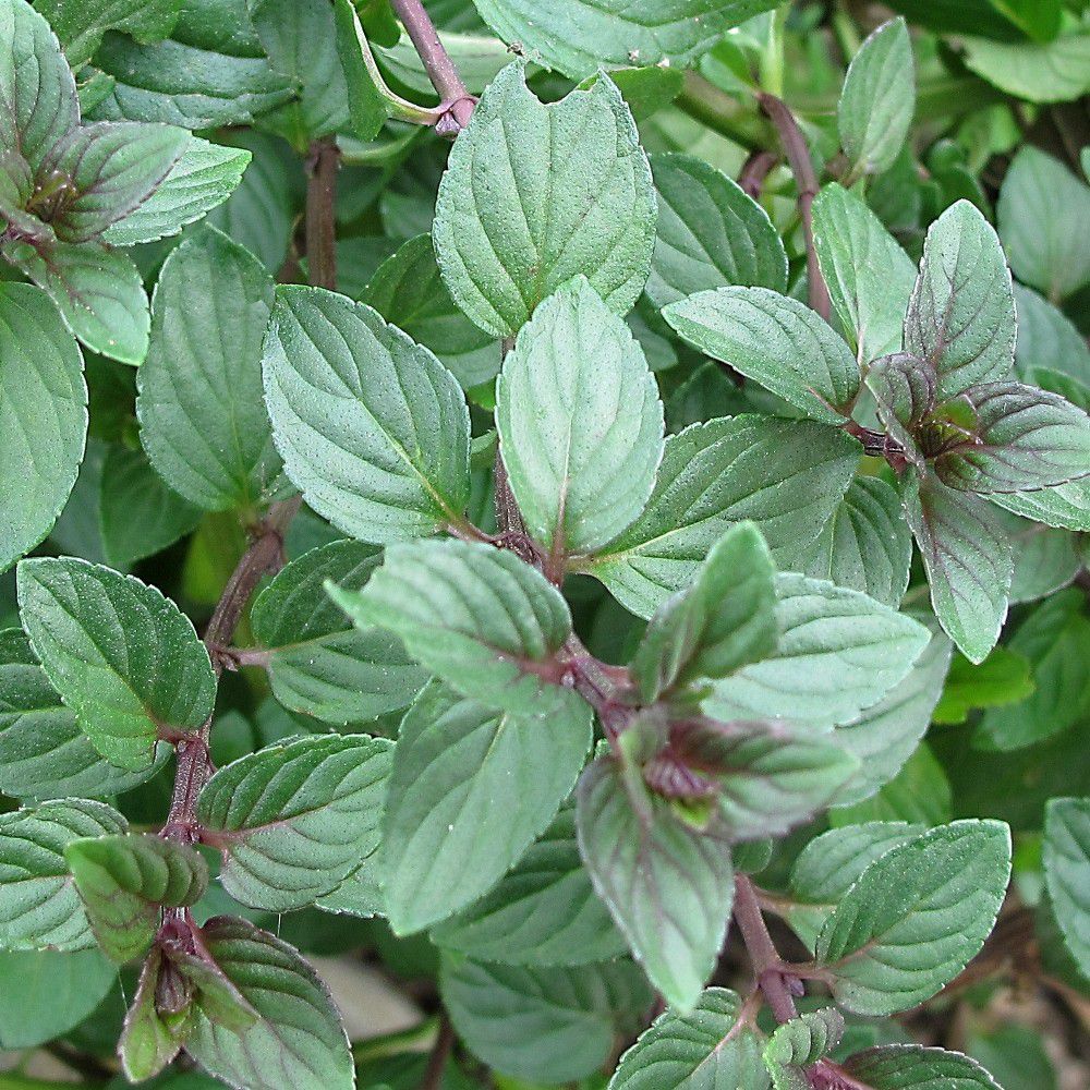 chocolate mint plant chocolate mint plant