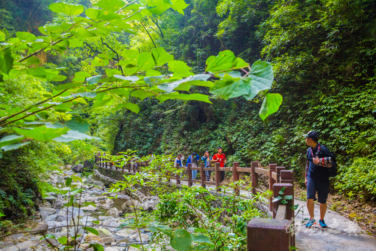#夏天的味道#碧潭幽谷寻觅萤火虫,沿途遭猴群收买路钱