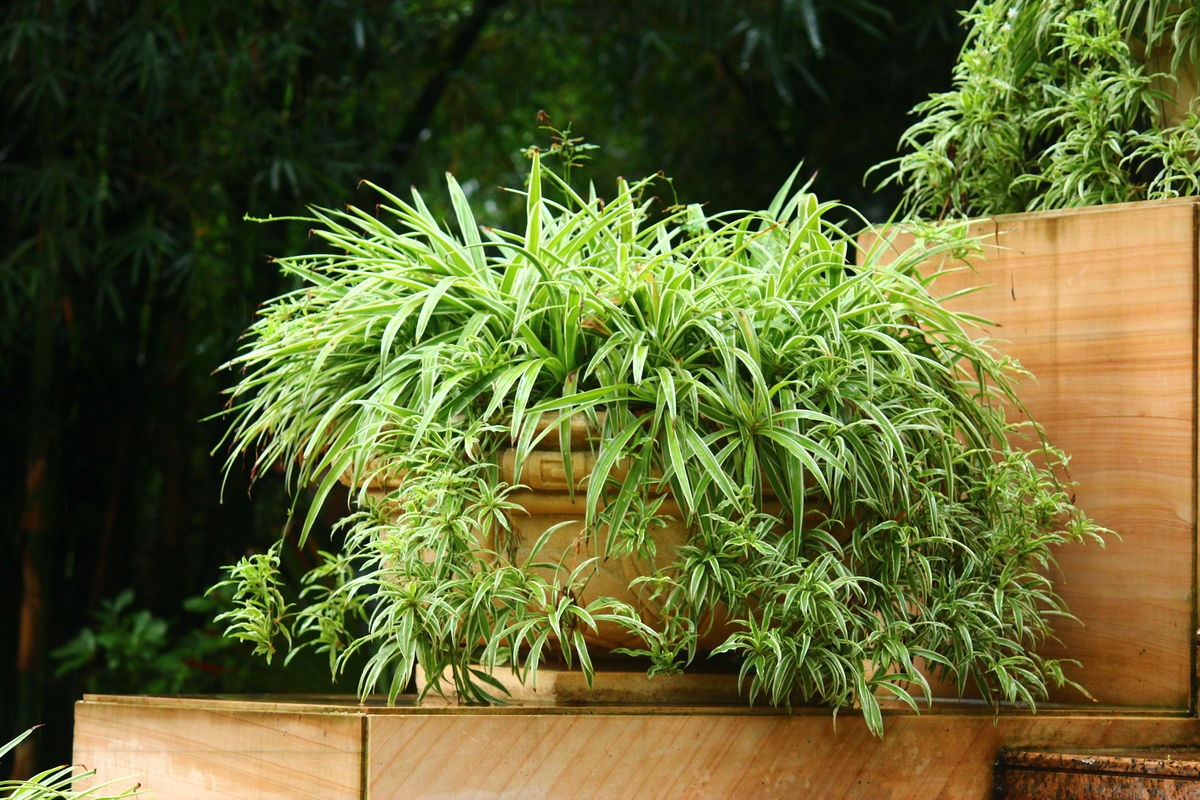 鸡蛋壳养花不但能做花肥，没想到还有这么多用处!