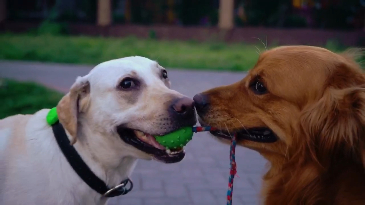 动物搞笑合集哈哈哈哈哈哈哈哈哈视频