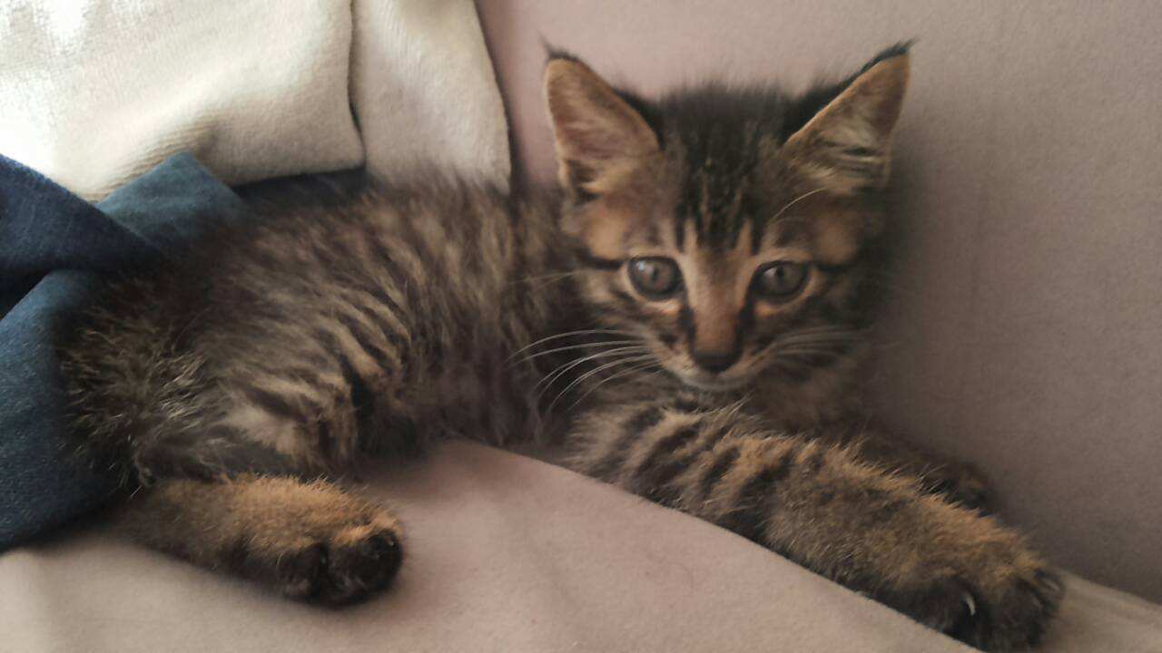 中国狸花猫堪称猫界里战斗力最强的猫5个橘猫都不是它的对手
