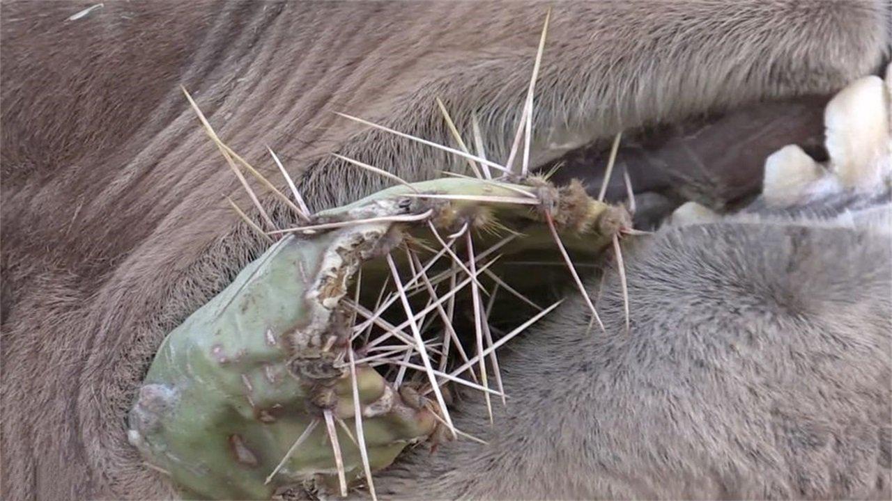 骆驼仙人掌猜成语_骆驼吃仙人掌图片