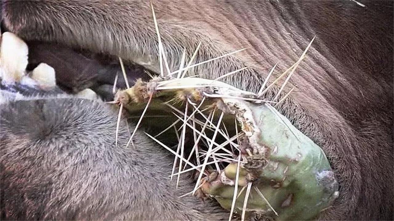 骆驼吃仙人掌