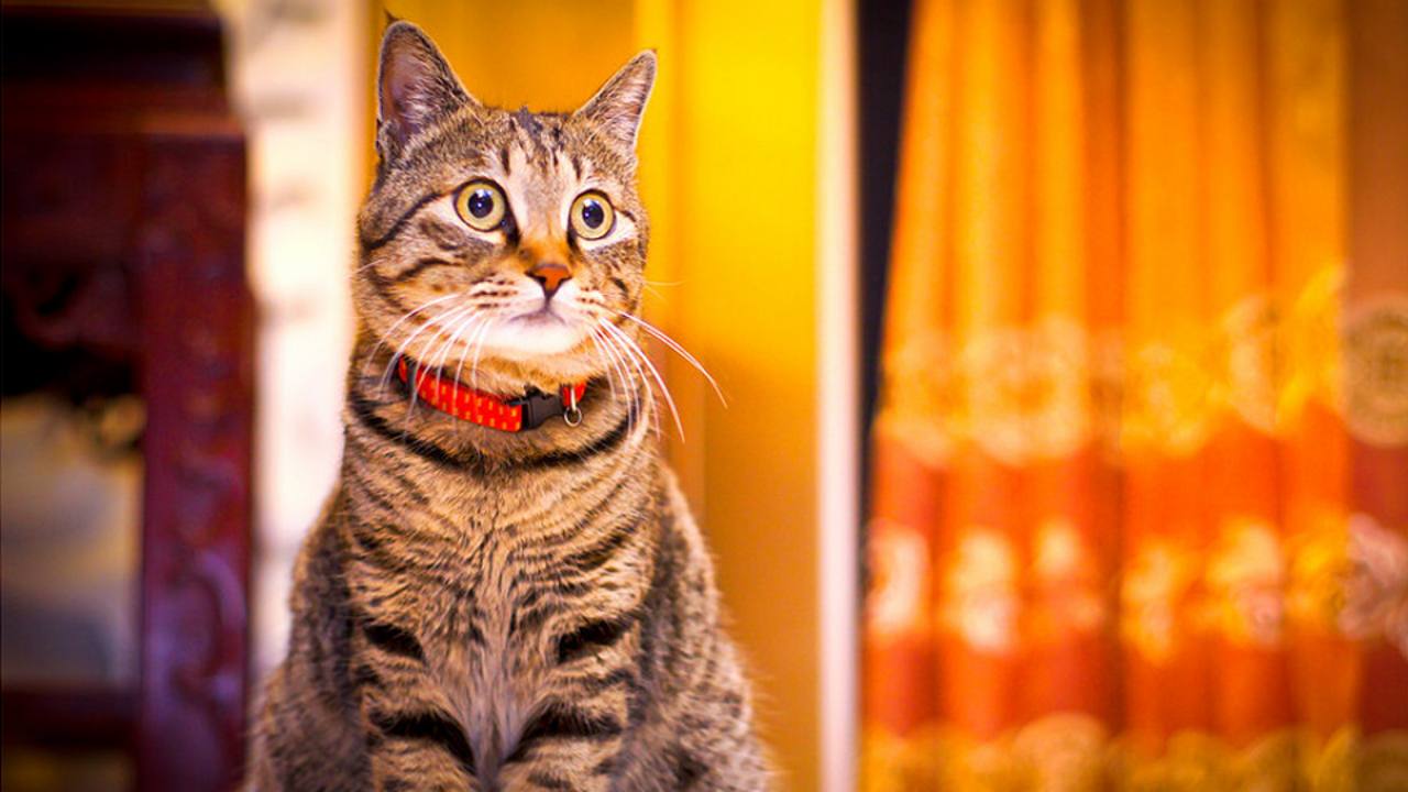 网友晒出自己养的纯种狸花猫,我看了眼,真是太帅了!