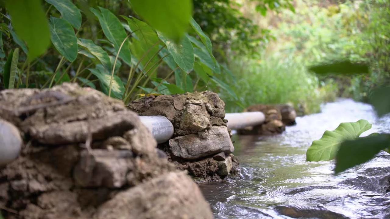 森林,野象,泉水,和"ta"一起在原始森林里尽情撒欢