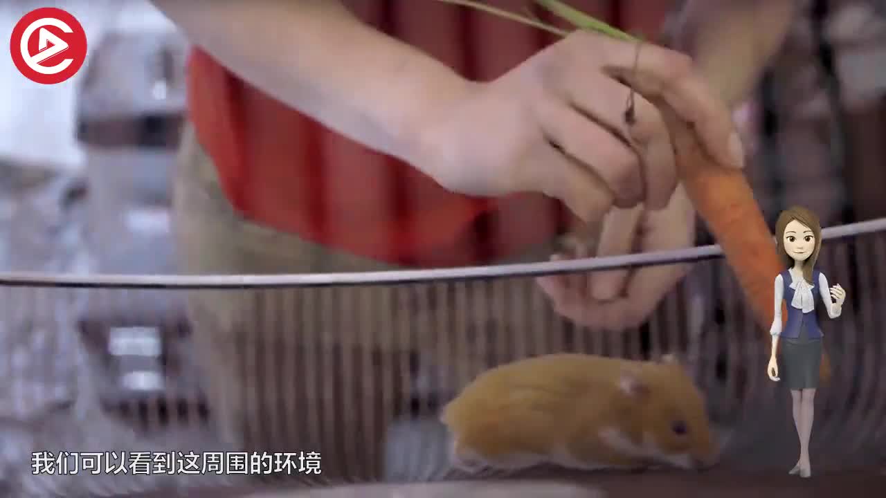 卡车司机累了，让仓鼠开重卡，还是在悬崖边上？