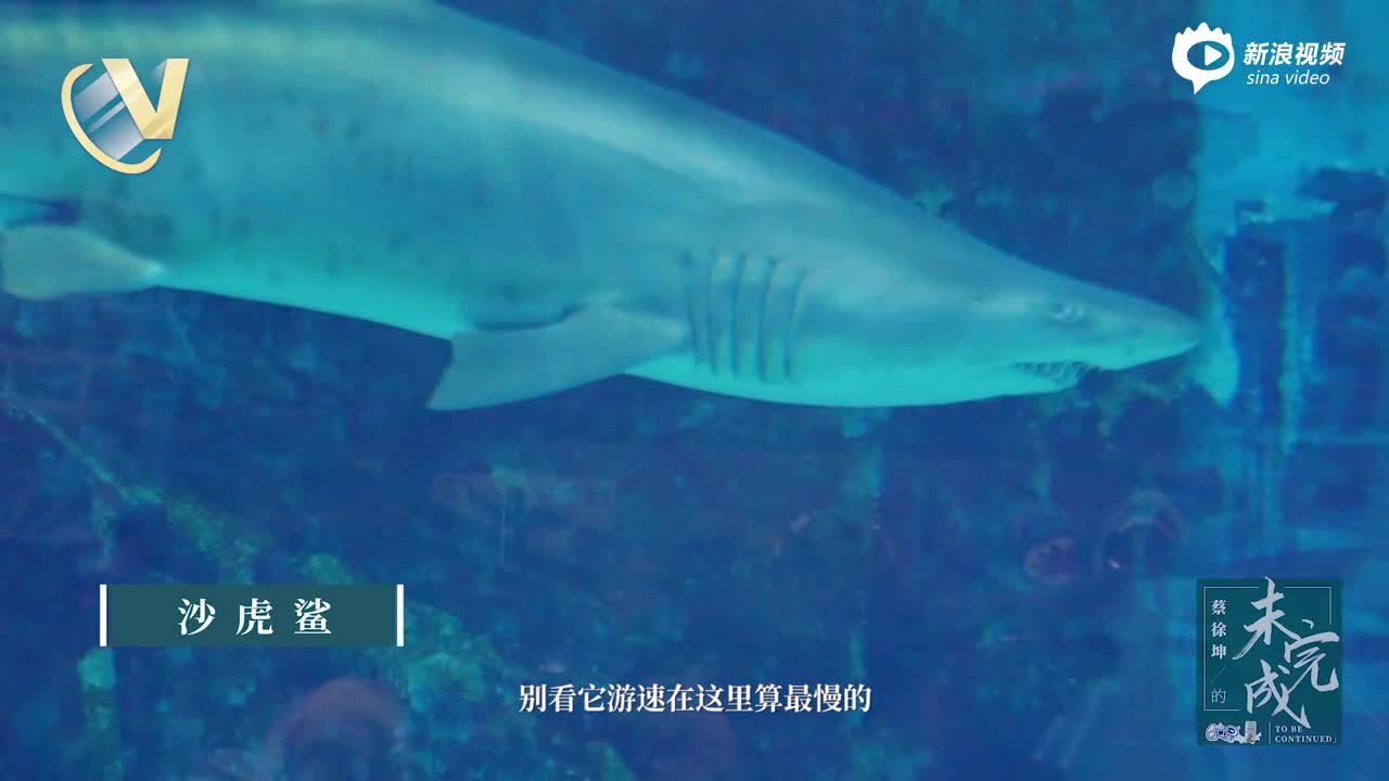 《蔡徐坤的未完成》第八期：对话海底世界上集
