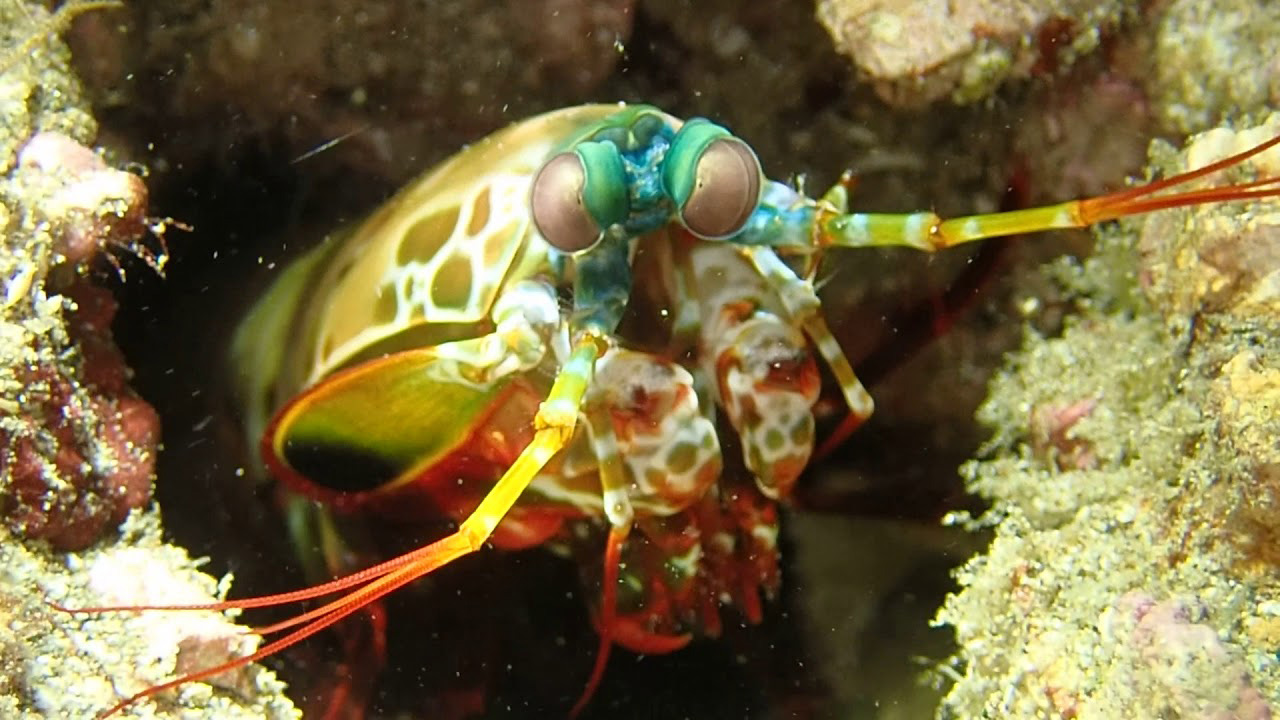 世界上最凶猛的虾:拳头冲击力达60公斤,普通玻璃真养不了!