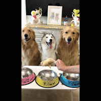 给家里两只母狗吃鸡腿,给公狗吃馒头,主人说这叫穷养儿子富养女