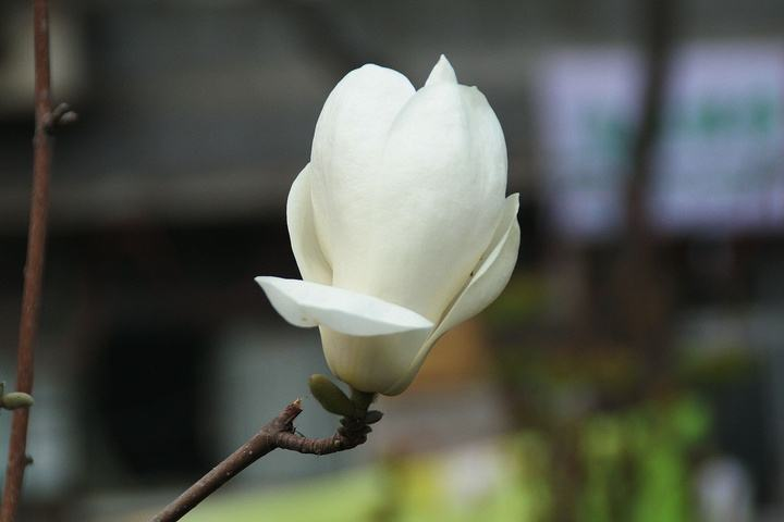 玉兰花诗词精选一十七首微风吹送玉兰香,兴味由来静处长 玉兰花诗词精选一十七首 微风吹送玉兰香,兴味由来静处长