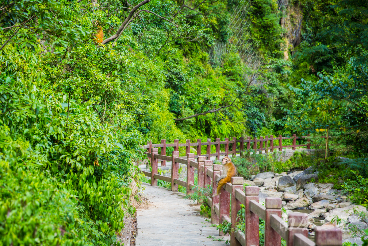 #夏天的味道#碧潭幽谷寻觅萤火虫,沿途遭猴群收买路钱