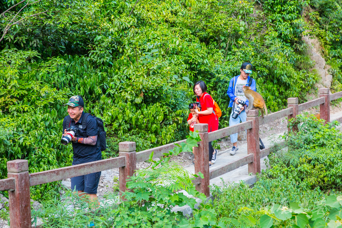 #夏天的味道#碧潭幽谷寻觅萤火虫,沿途遭猴群收买路钱