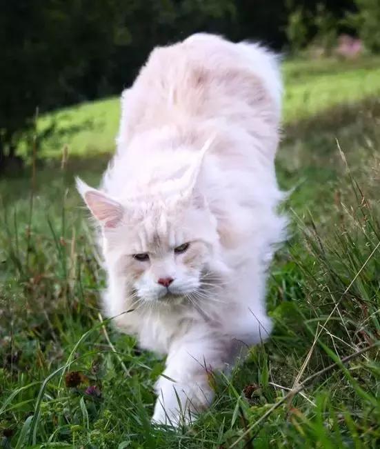 家里养了这样一只大猫,差不多就跟养了一头狮表情包哈维尔巴登图片