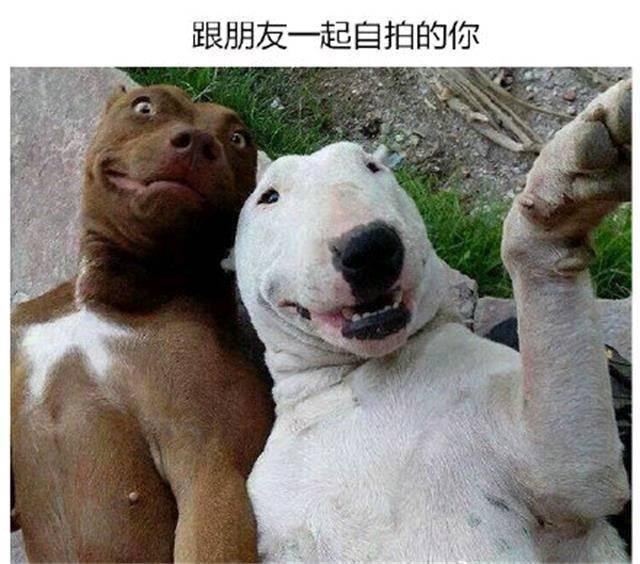 搞笑图片幽默段子笑话:哈哈,两只狗子很欢乐啊,还一起