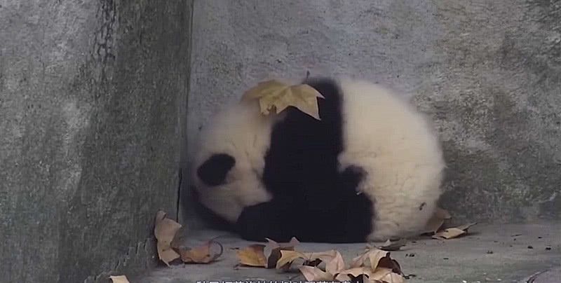 熊猫宝宝被冻的瑟瑟发抖,独自蜷缩在角落里,树叶落在身上好凄凉