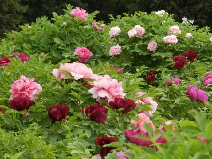 开花最大的芍药品种 HMMN-fyzeyqa8642708.jpg