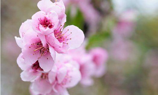 赏桃花不用走遍四海八荒，收下这份攻略，这里有最美的“桃花源”