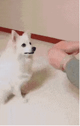 壁纸 动物 猫 猫咪 小猫 桌面 160_251 gif 动态图 动图