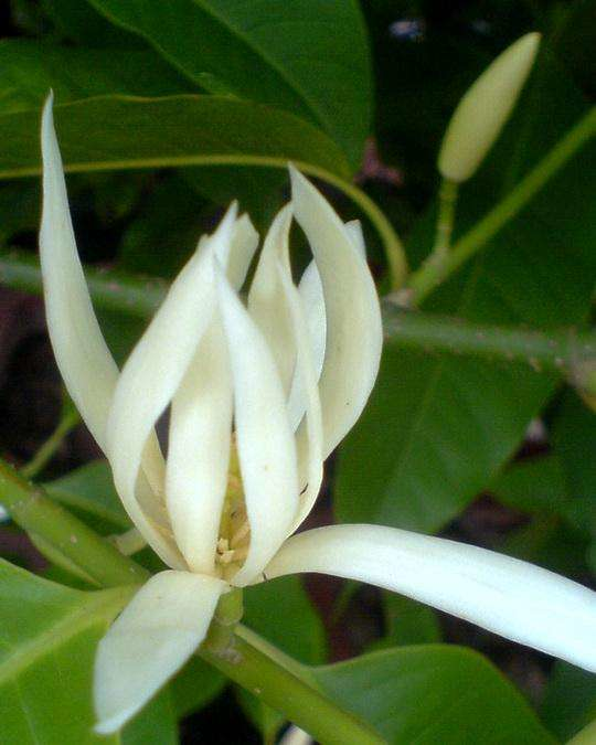 玉兰花诗词精选一十七首微风吹送玉兰香,兴味由来静处长 玉兰花诗词精选一十七首 微风吹送玉兰香,兴味由来静处长