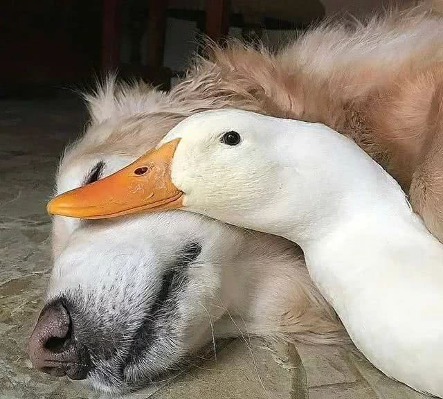 鸭狗什么成语_成语故事简笔画(3)