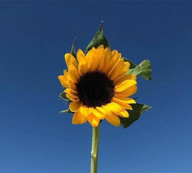 点赞过亿的早安说说,温暖美好,读着就是一种享