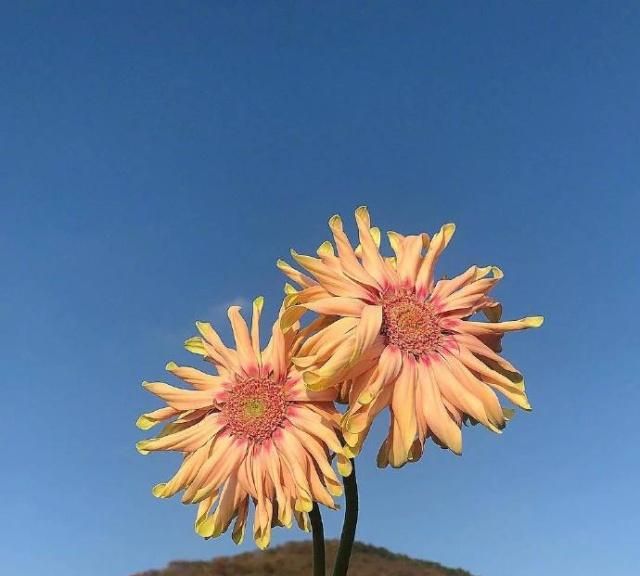 点赞过亿的早安说说,温暖美好,读着就是一种享