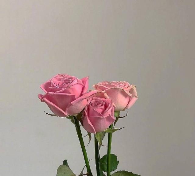 点赞过亿的早安说说,温暖美好,读着就是一种享