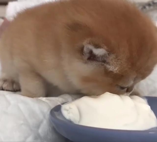 小奶猫狼吞虎咽的喝羊奶,样子萌翻,主人却突然大喊:那奶有毒!