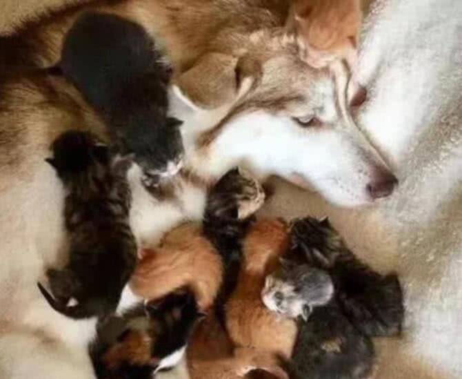小猫刚出生猫妈妈就失踪了,二哈被迫带娃,它的反应让人笑喷!