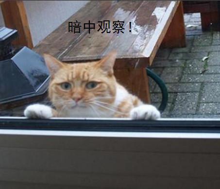 小主人偷吃鸡腿被橘猫发现,下一秒橘猫表情笑翻,网友:暗中观察