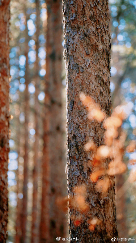 最美人間四月天 于凈月潭中尋一處春光
