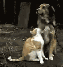 狗狗刚发完誓,见猫咪要摔倒,马上身处爪子去扶猫咪,怕猫咪摔到.