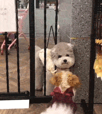 200_224gif 动态图 动图