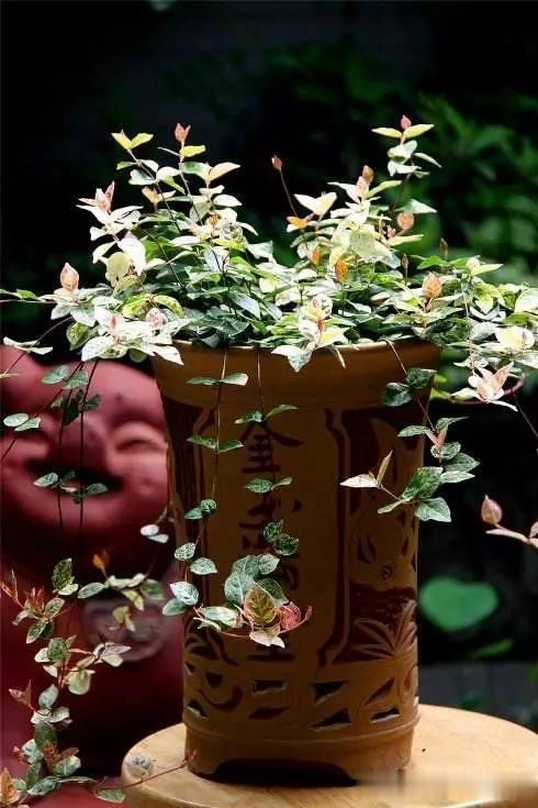 络石盆景的鉴赏与栽培养护