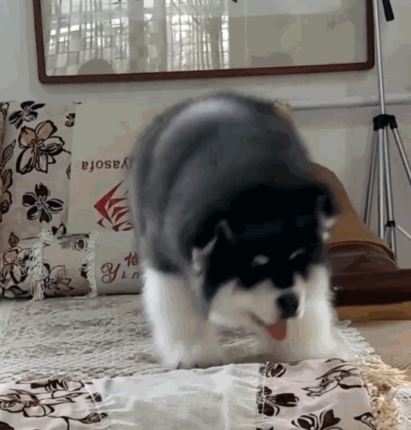 壁纸 动物 狗 狗狗 599_626 gif 动态图 动图