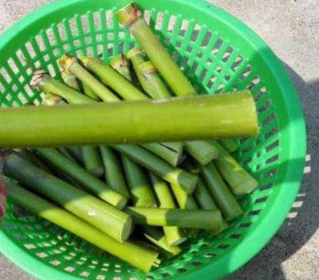 在农村有一种野生甘蔗,味道十分香甜,而且还可以被酿成酒!