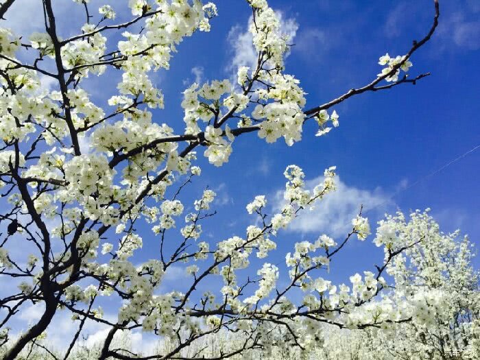 春季旅行必去美景—四川金川三月梨花好春景