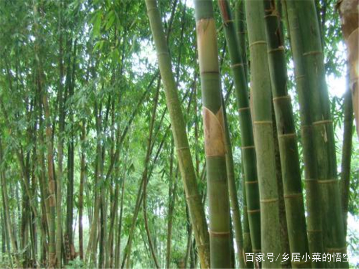 农村老人经常说"门前有竹,一生不富"是什么意思,有没