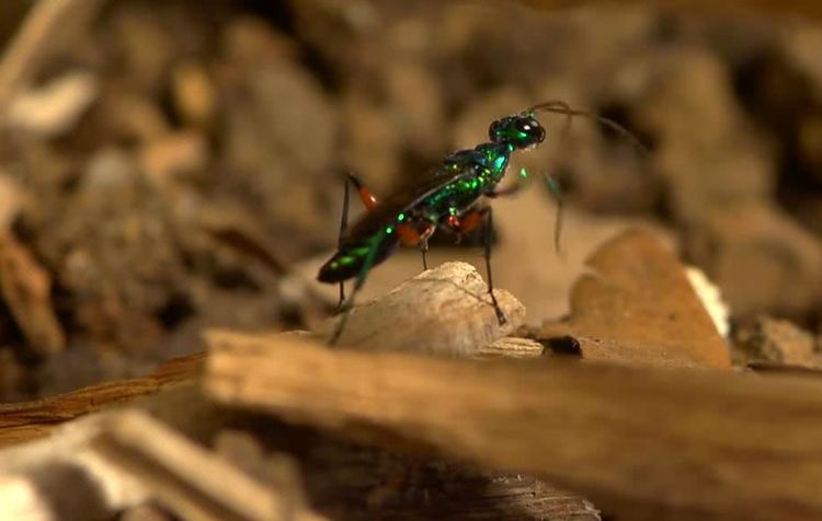 人人痛恨蟑螂，但看了这几幅图片后，我突然开始同情它了