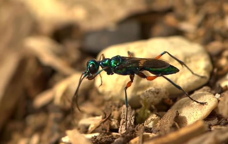 人人痛恨蟑螂，但看了这几幅图片后，我突然开始同情它了