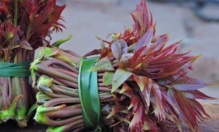 香椿种子怎样催芽